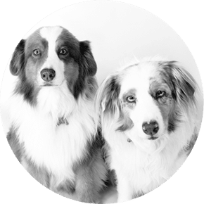 Radar & Tru Dogs